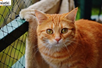 Siatki Skawina - Zabezpieczenie dla kotów – siatka dla terenów Skawiny