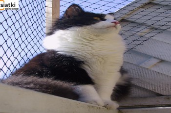 Siatki Skawina - Siatka balkonowa – zabezpieczenie dla kota dla terenów Skawiny