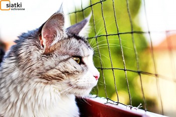 Siatki Skawina - Siatka do zabezpieczenia kota i przed kotem dla terenów Skawiny