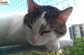 Siatki Skawina - Siatka sznurkowa na balkon dla kota dla terenów Skawiny